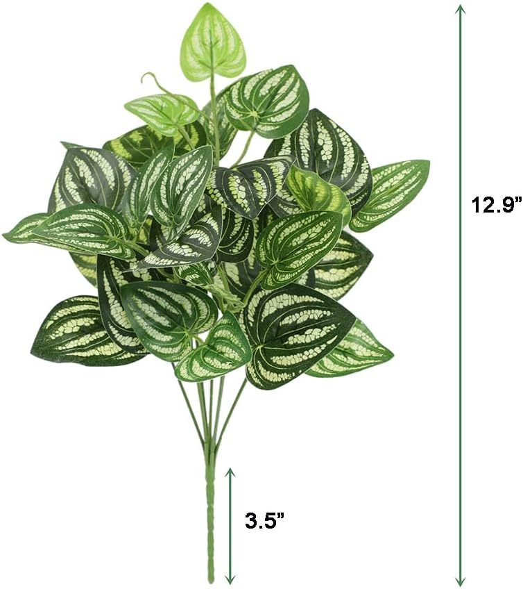 5Pcs Watermelon Peperomia Arti - Peperomia Watermelon review and price